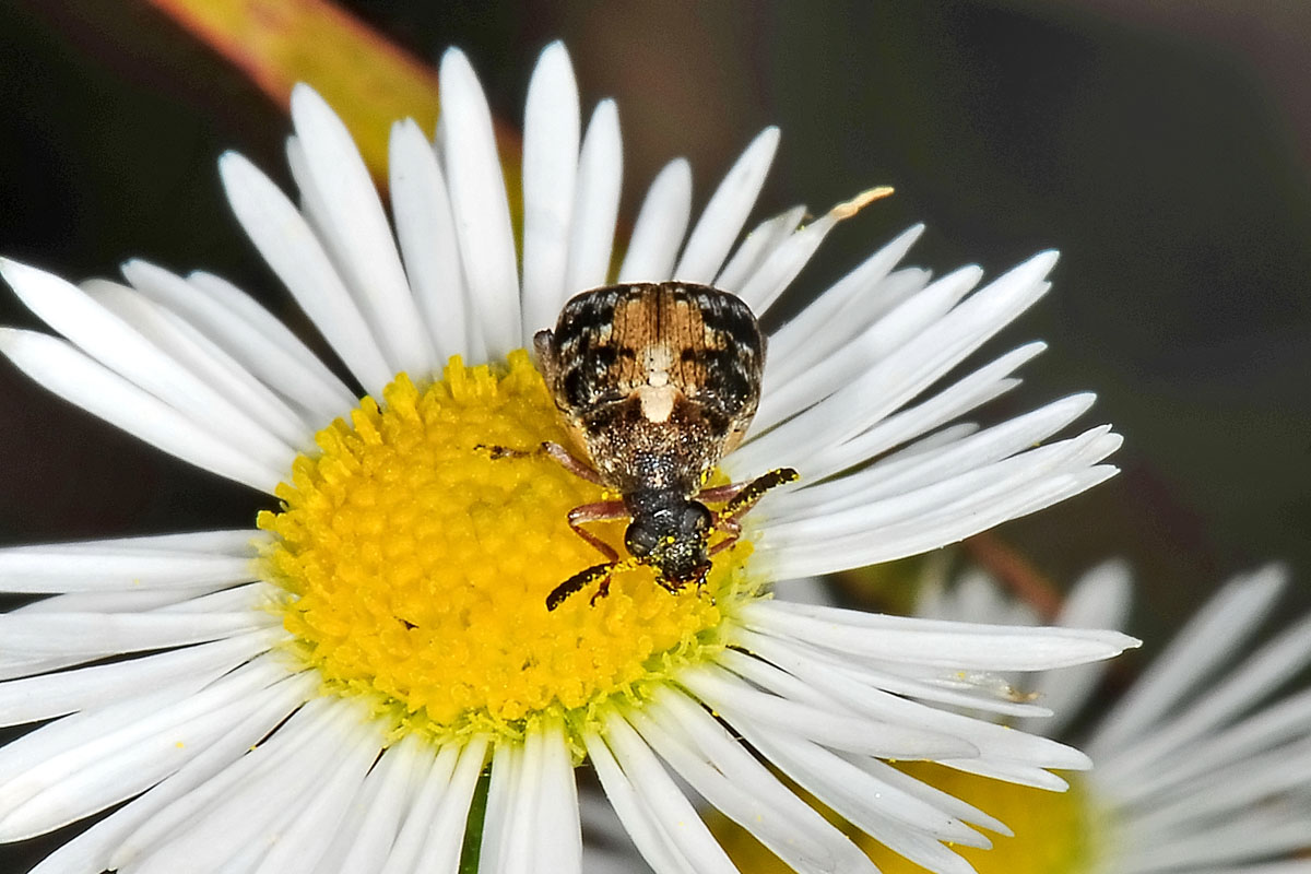 Megabruchidius dorsalis, Chrysomelidae Bruchinae